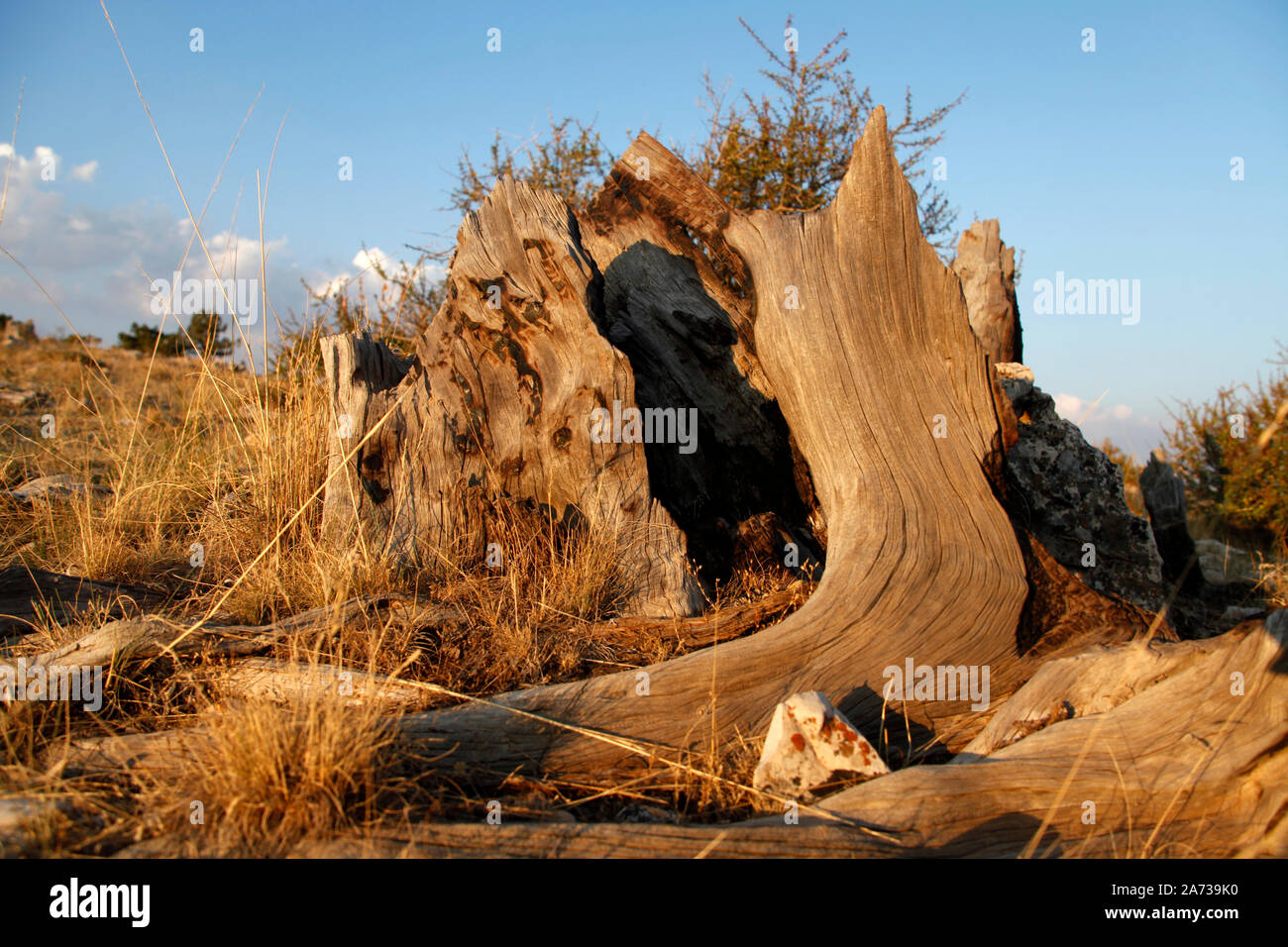 dead juniper tree roots background Stock Photo Alamy