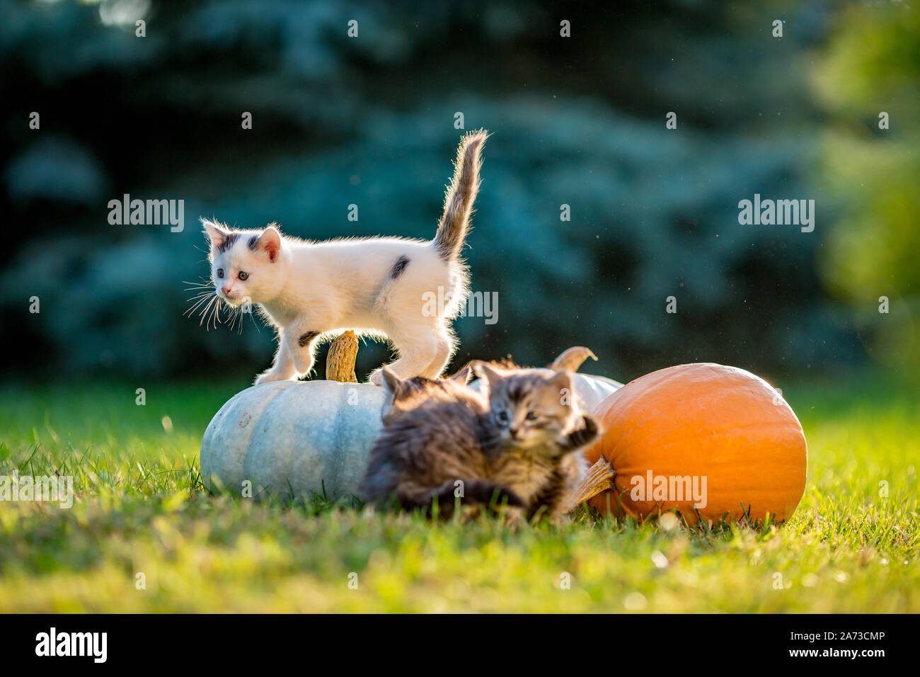 Cute siblings kittens play and sit around pumpkins on green autumn ...