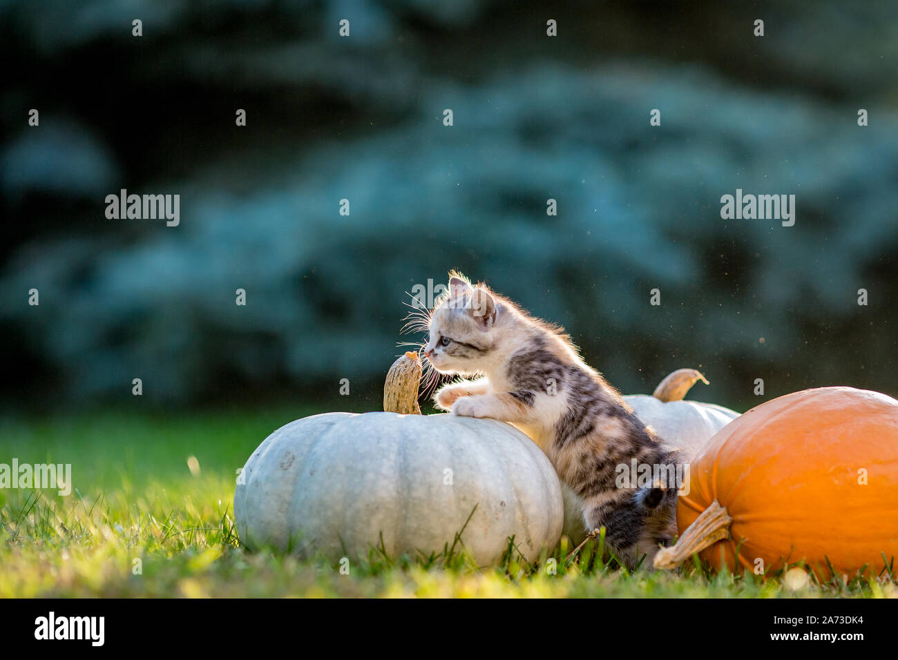 Cute siblings kittens play and sit around pumpkins on green autumn ...