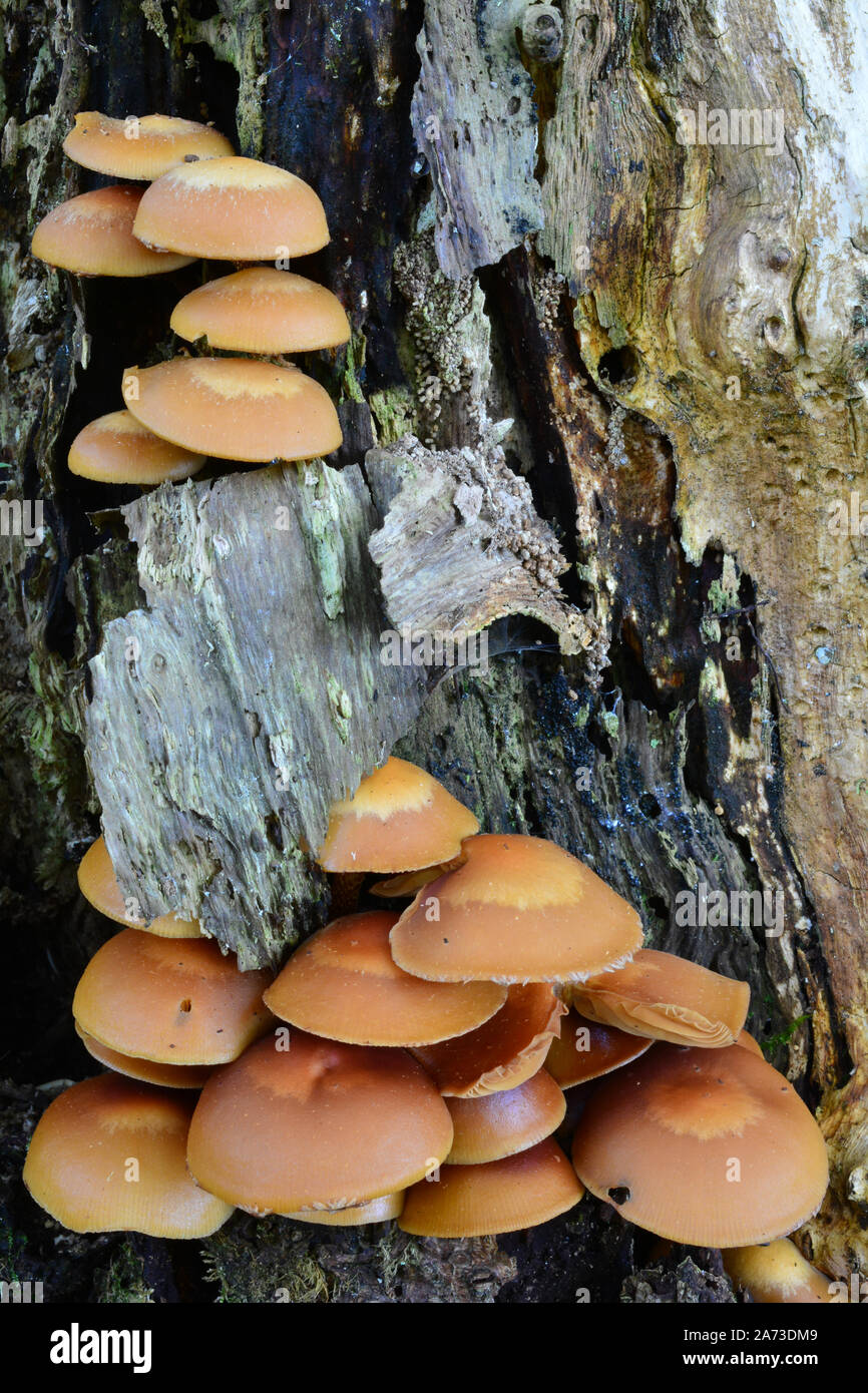 Willow mushroom hires stock photography and images Alamy