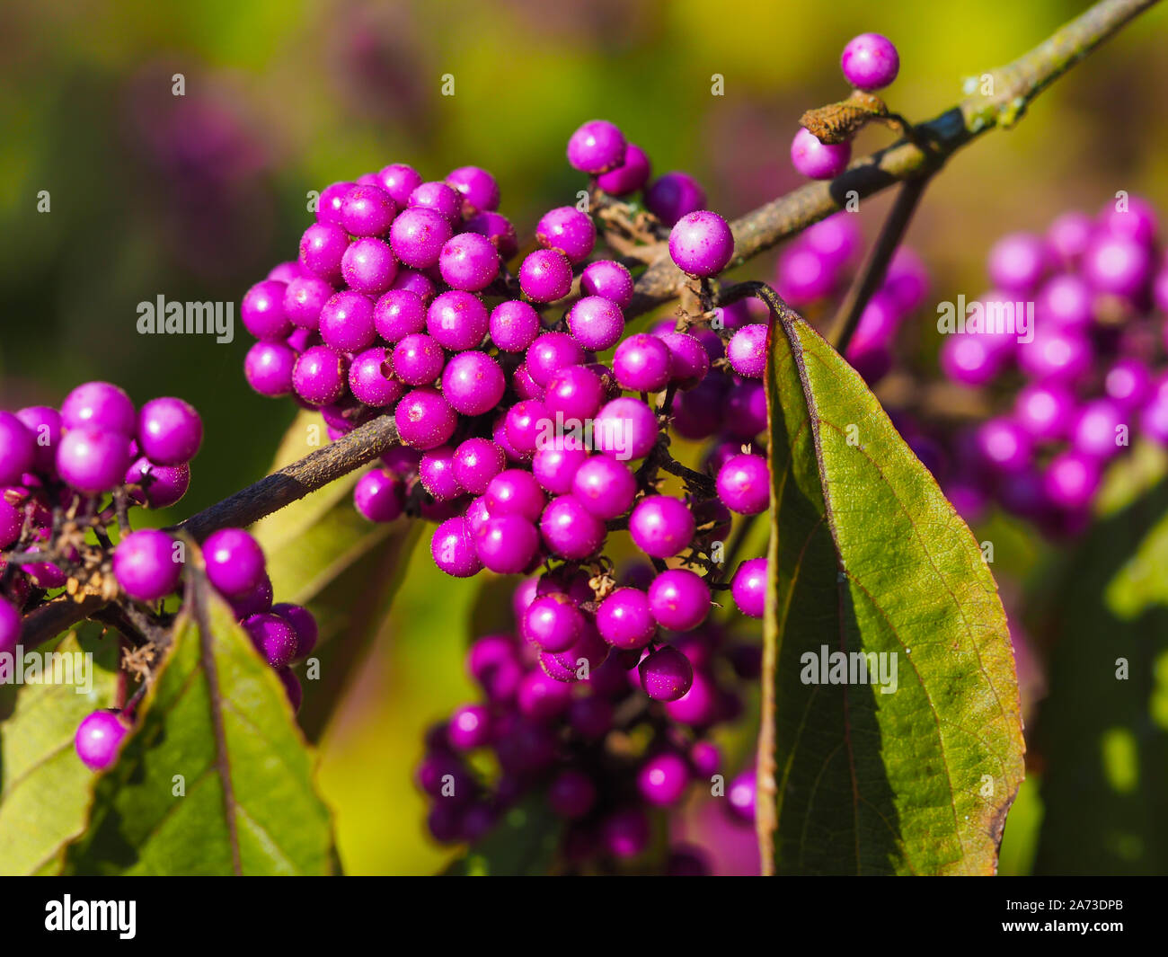 Plant with purple things that look like berries. Germany : r/whatsthisplant