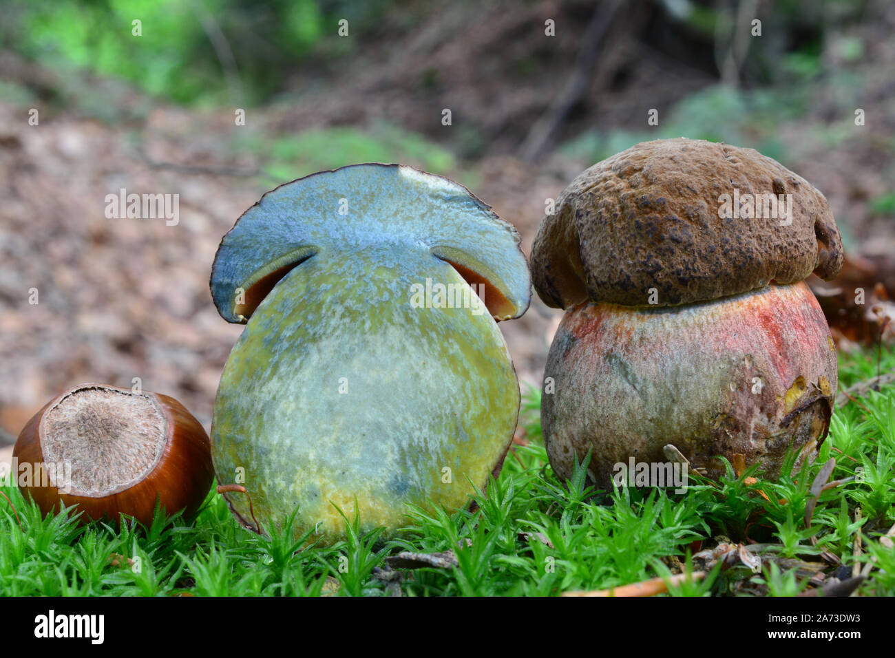 Very young and small specimen of Boletus luridiformis or Scarletina bolete mushroom in a moss, cross section, both sides and color change at the inter Stock Photo