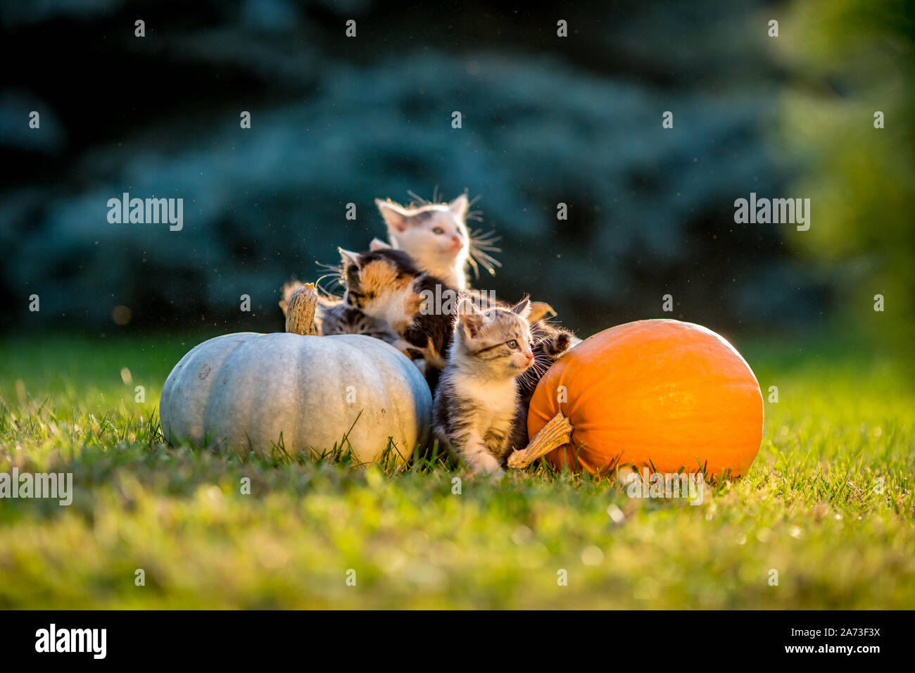 Cute siblings kittens play and sit around pumpkins on green autumn grass on a meadow. Warm evening light, photo shoot in the golden hour on October day shortly before Halloween. Stock Photo