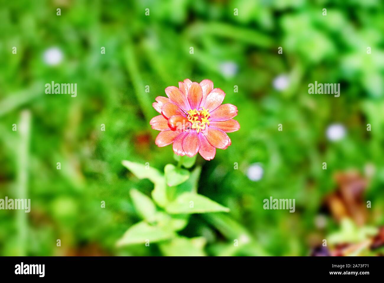 Zinnia flower Stock Photo