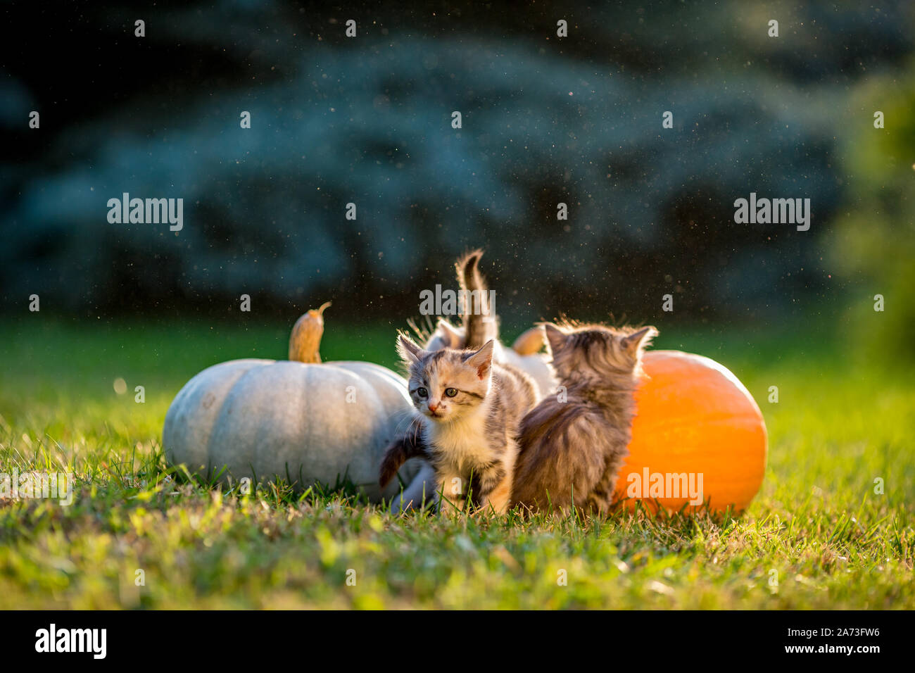 Cute siblings kittens play and sit around pumpkins on green autumn ...