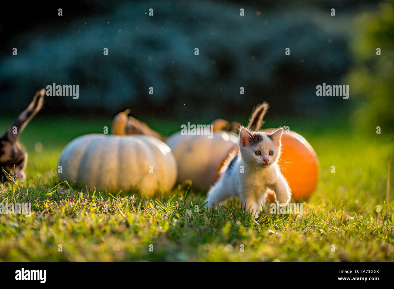 Cute siblings kittens play and sit around pumpkins on green autumn ...