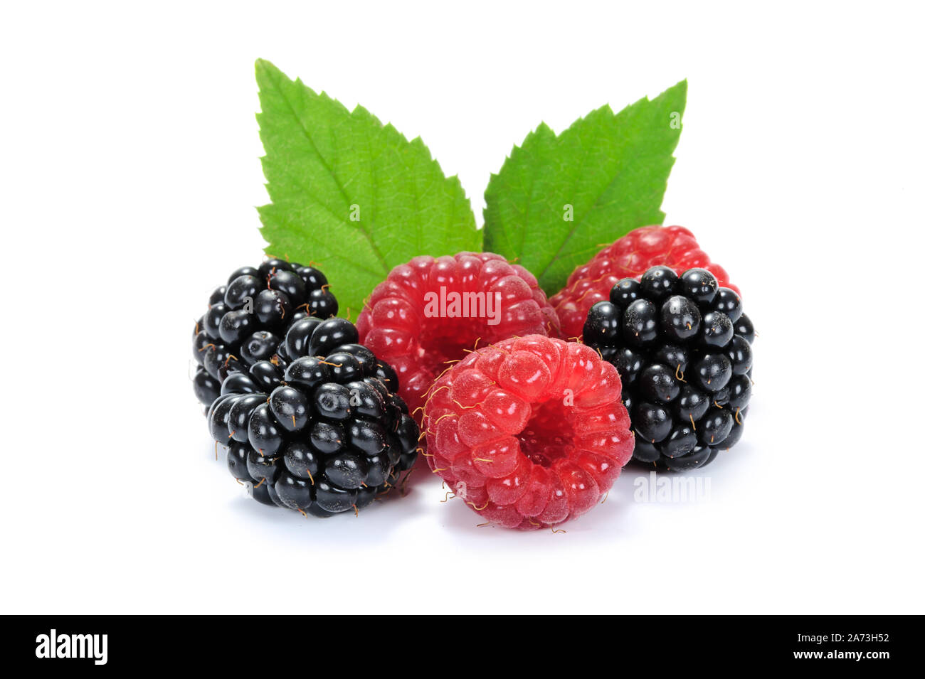 Composition of fresh raspberries and blackberries fruits with green