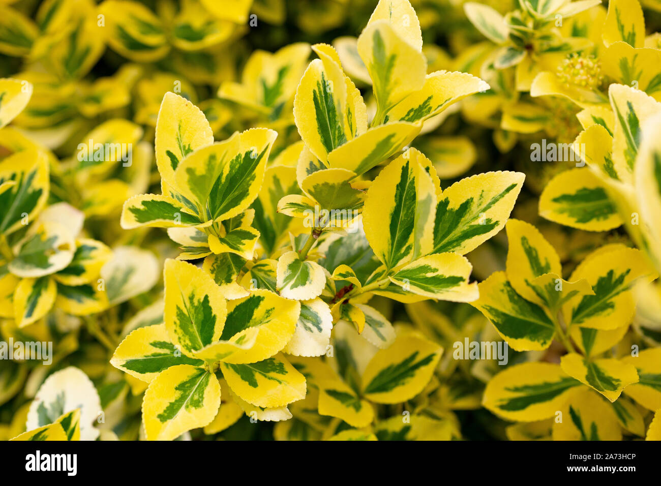 Euonymus fortunei 'Emerald 'n' Gold' Stock Photo