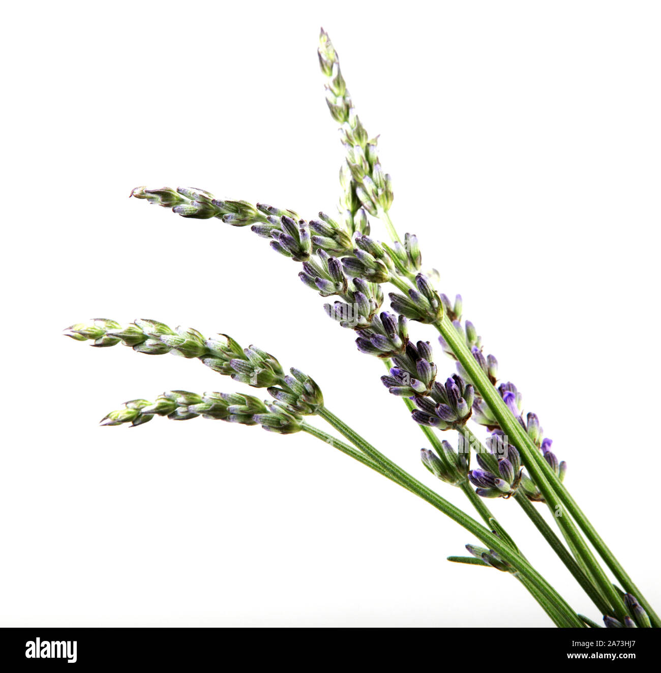 Fresh Lavender Flowers Isolated On White Background. Lavandula