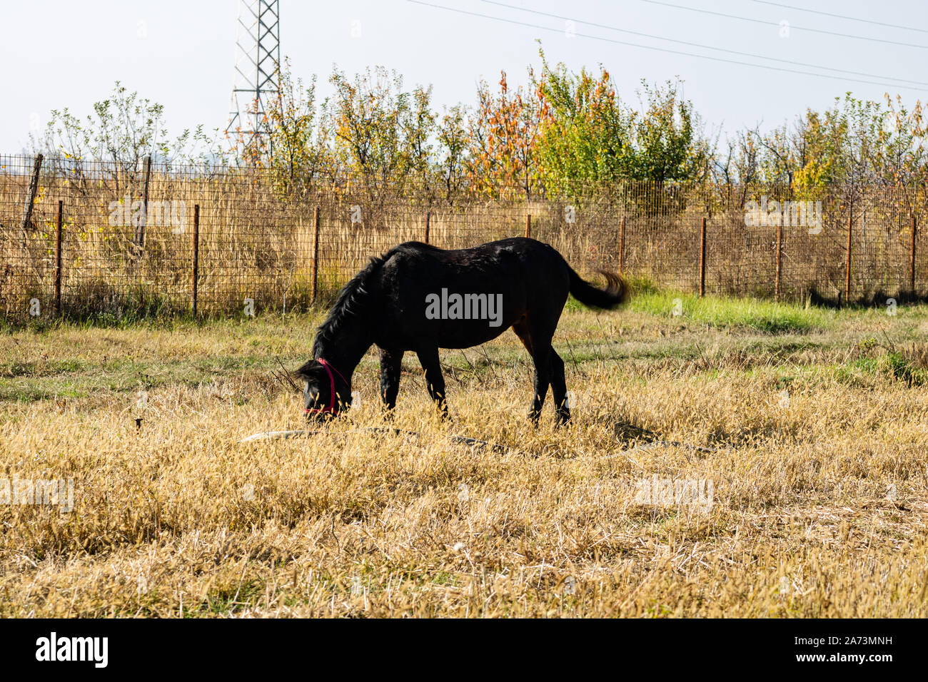 Dark Brown Horse Eating Hay In A Sunny Autumn Day Stock Photo Alamy
