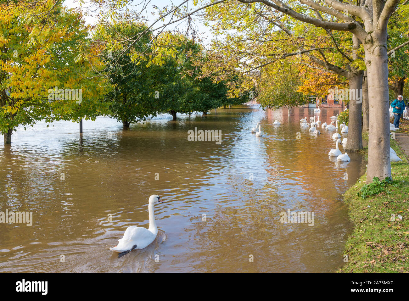 High water levels on the River Severn in Worcester lead to flooding in the surrounding area Stock Photo
