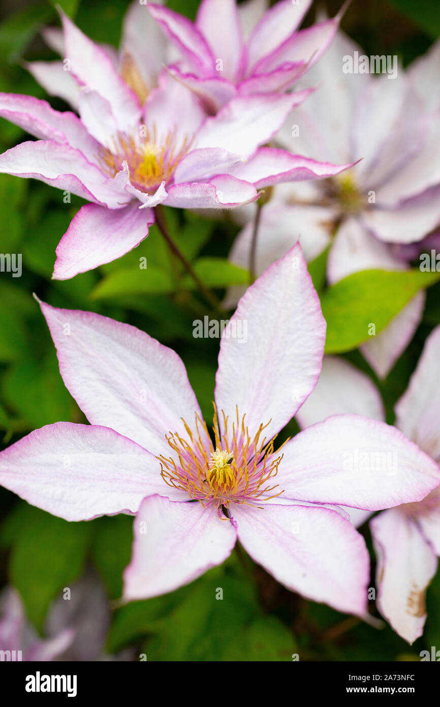 Clematis 'Samaritan Jo' Stock Photo