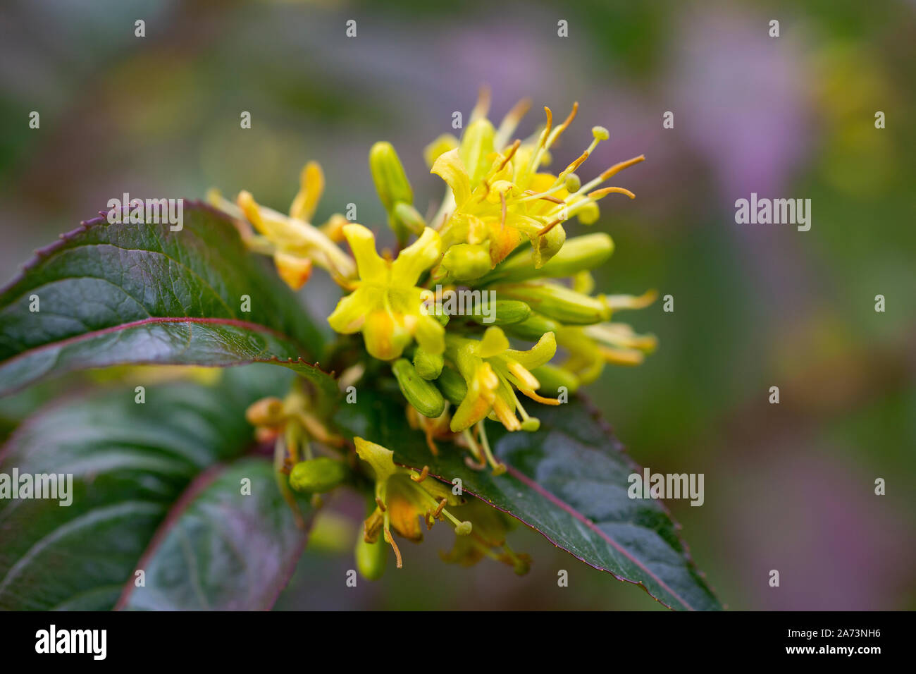 Diervilla sessilifolia Stock Photo