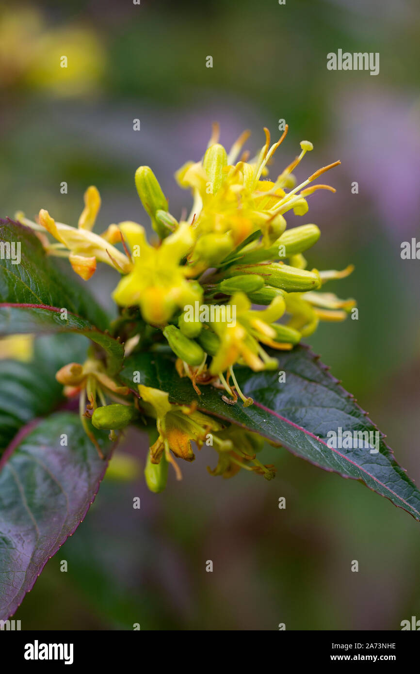Diervilla sessilifolia Stock Photo