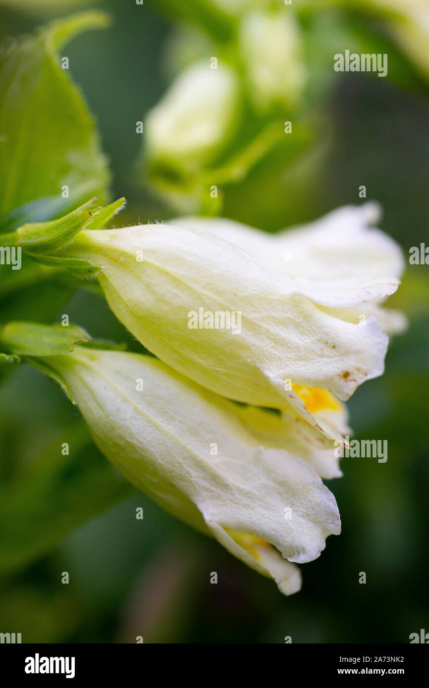 Weigela middendorffiana 'Mango' Stock Photo Alamy