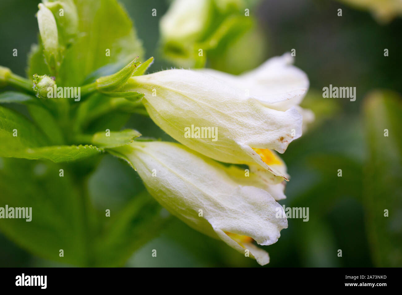 Weigela middendorffiana 'Mango' Stock Photo Alamy