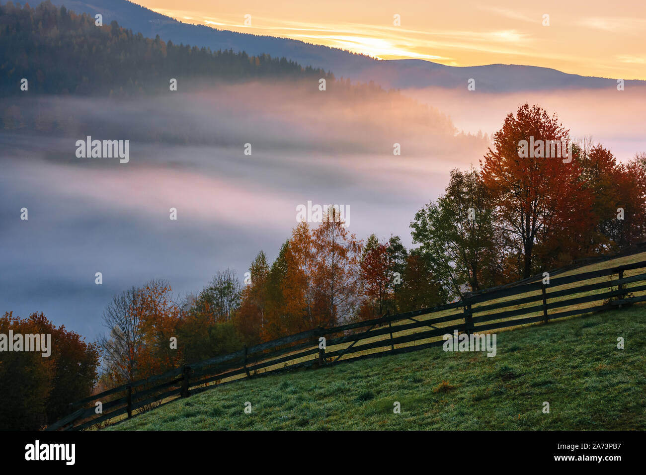 autumnal rural area in mountains at dawn. valley full of fog. trees in ...
