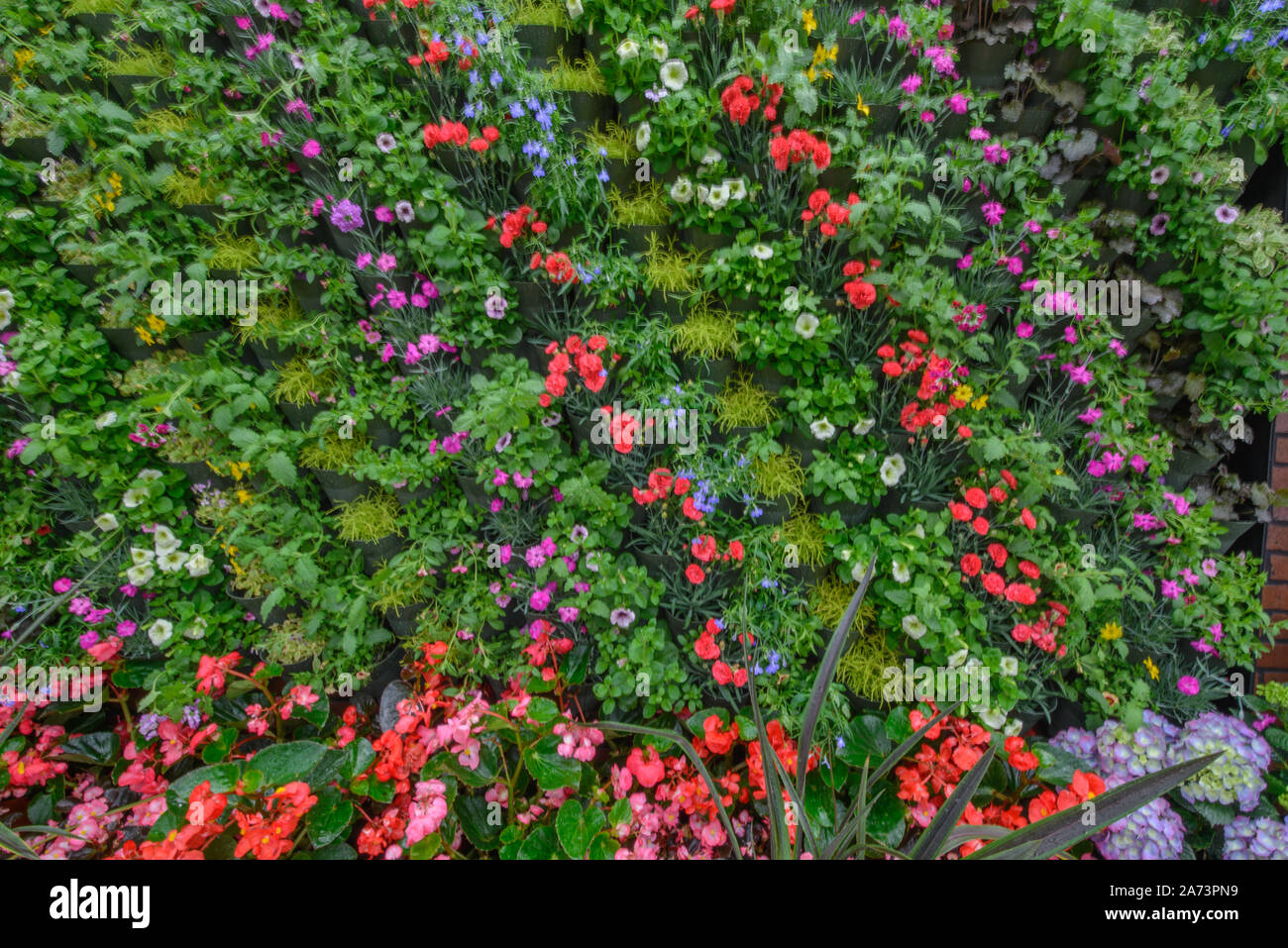 Green wall / vertical gardening Stock Photo - Alamy