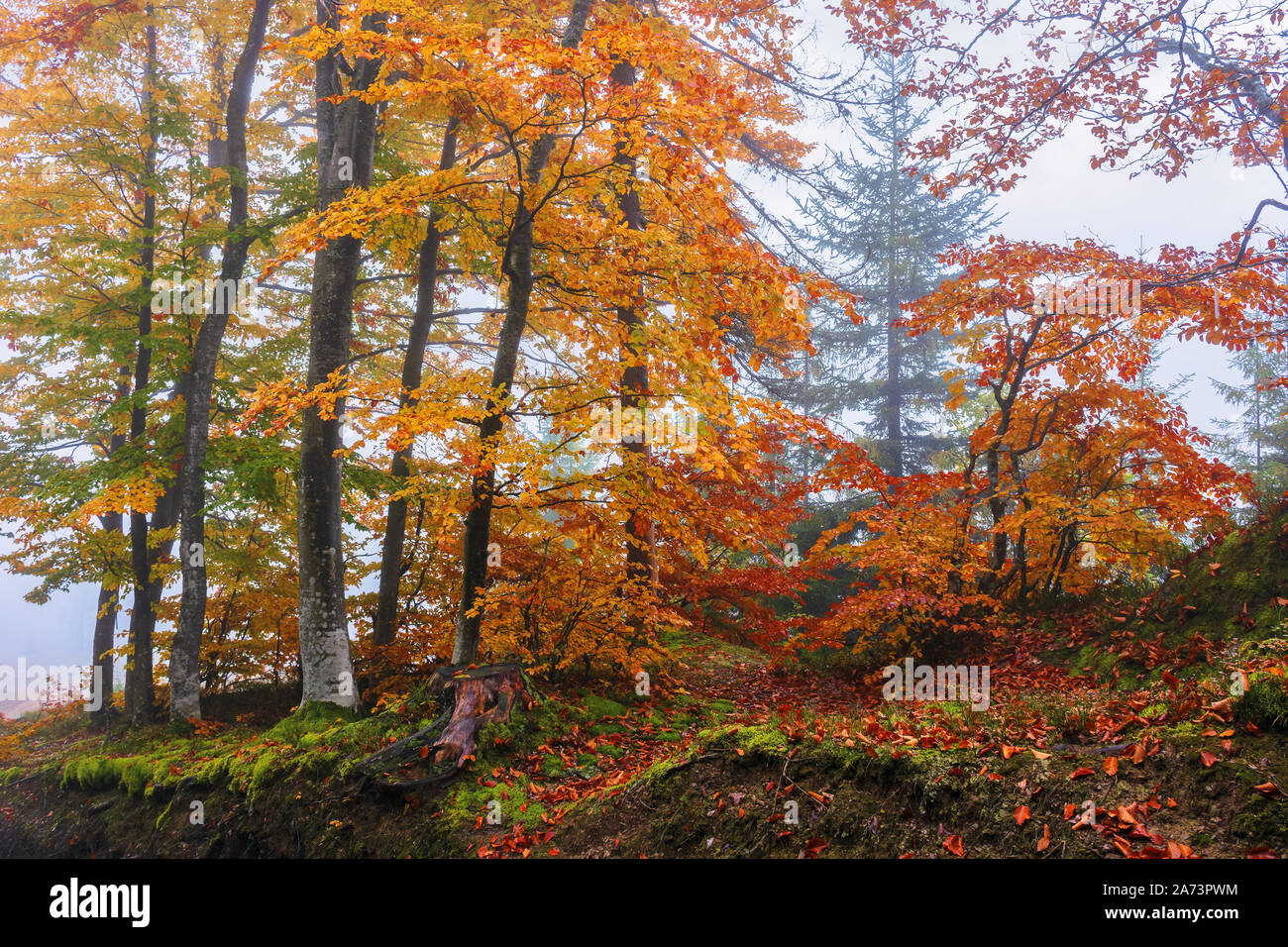 autumnal beech forest background. wet foliage in fall colors. mysterious weather condition on a foggy morning. beautiful nature scenery Stock Photo