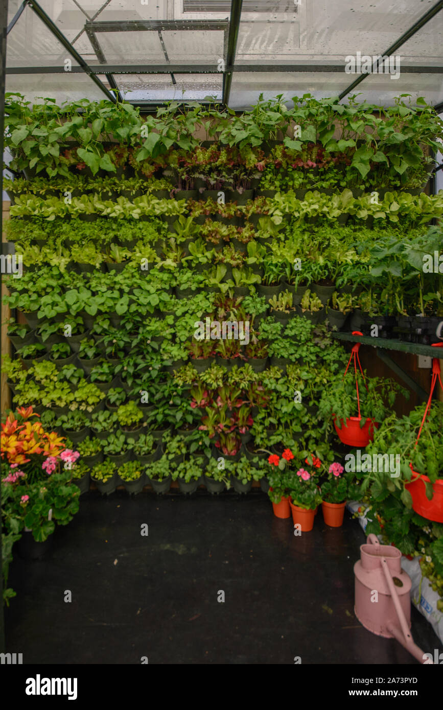 Green wall / vertical gardening Stock Photo - Alamy