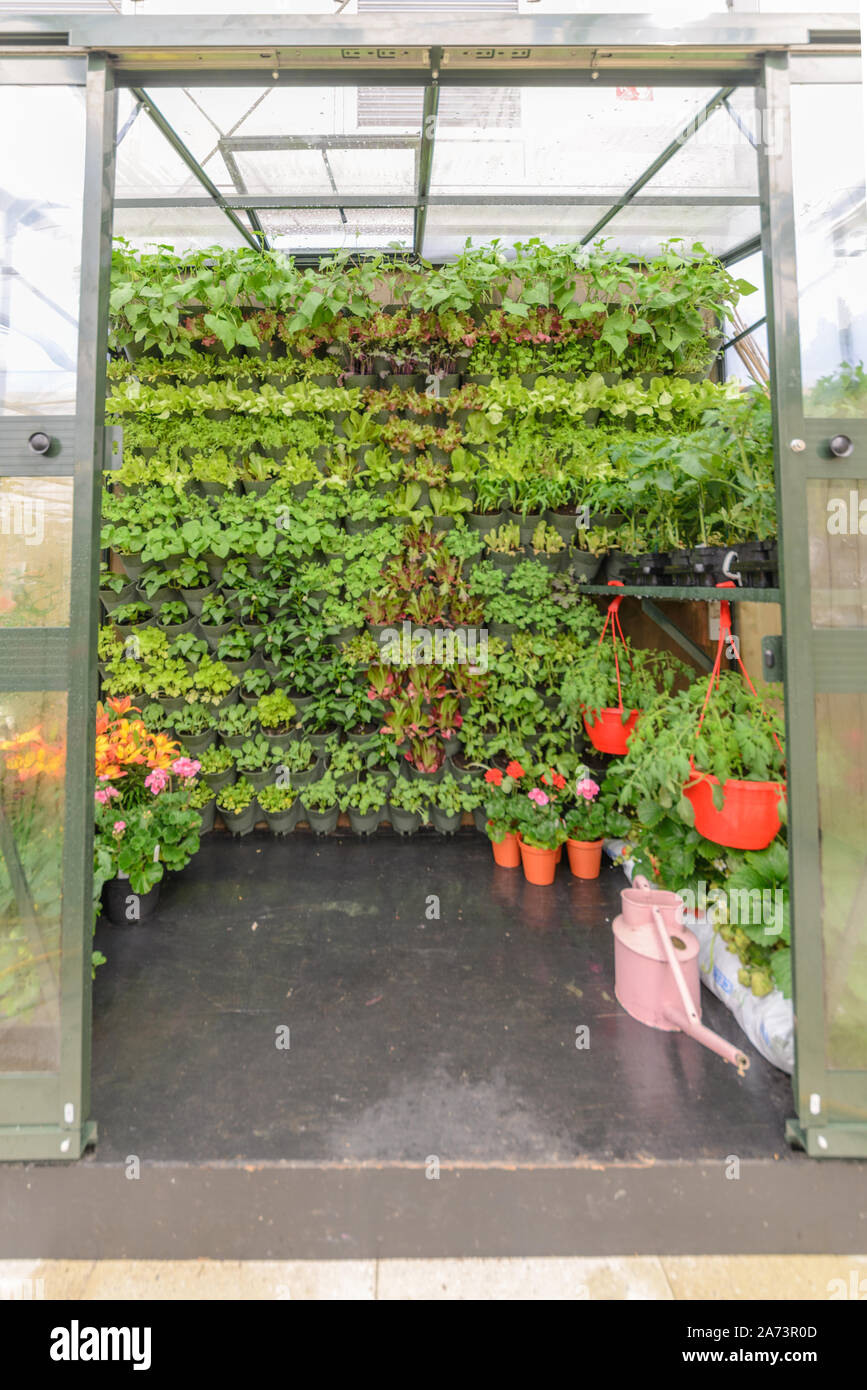 Green wall / vertical gardening Stock Photo - Alamy