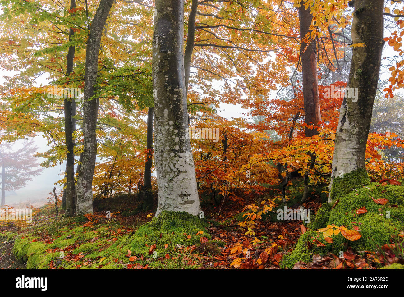 beech trees in colorful foliage. wonderful nature background. hazy atmosphere Stock Photo