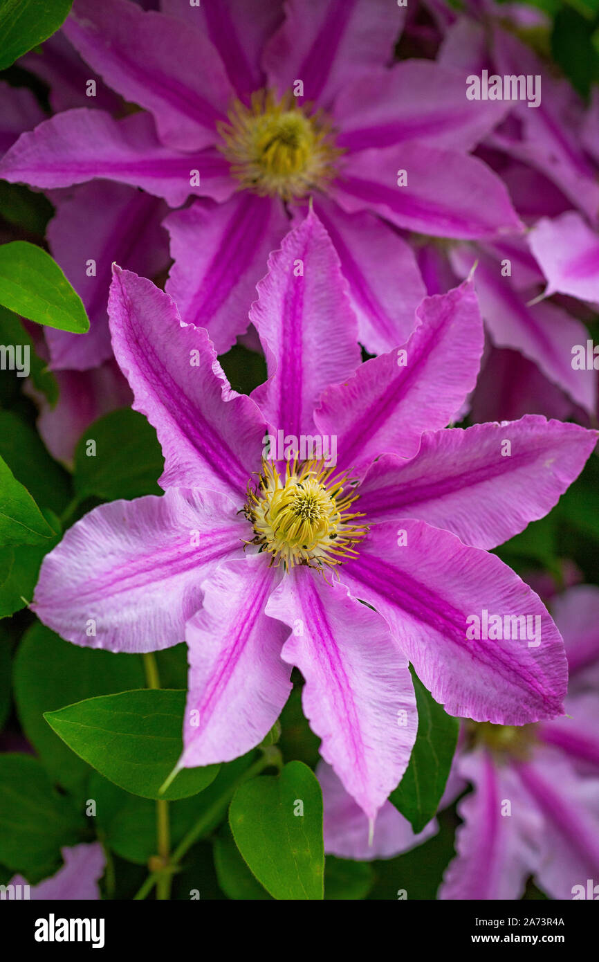 An abilene hires stock photography and images Alamy