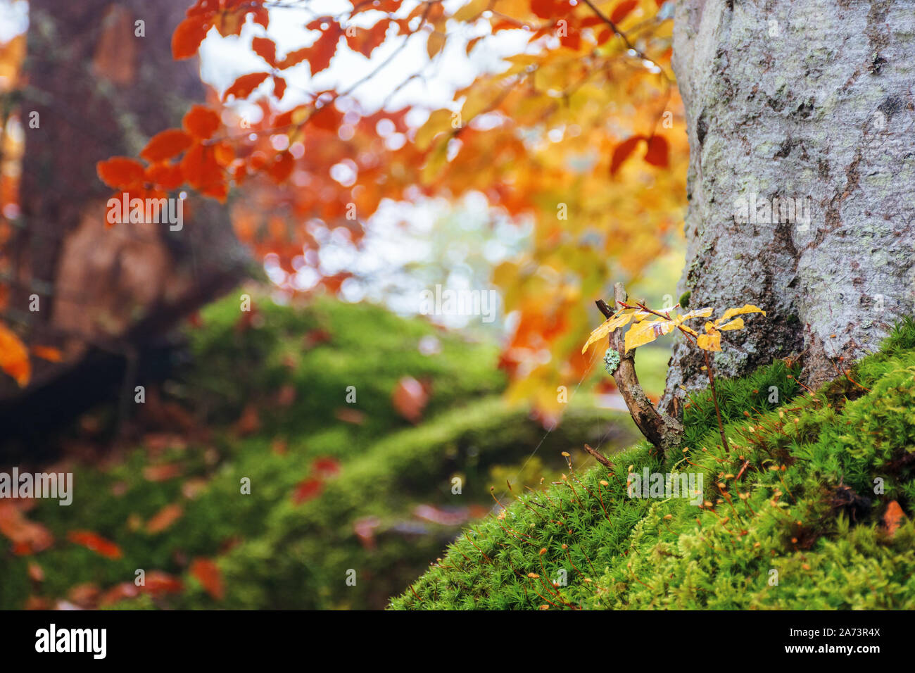 beautiful forest background in golden foliage. lovely autumnal nature scenery Stock Photo