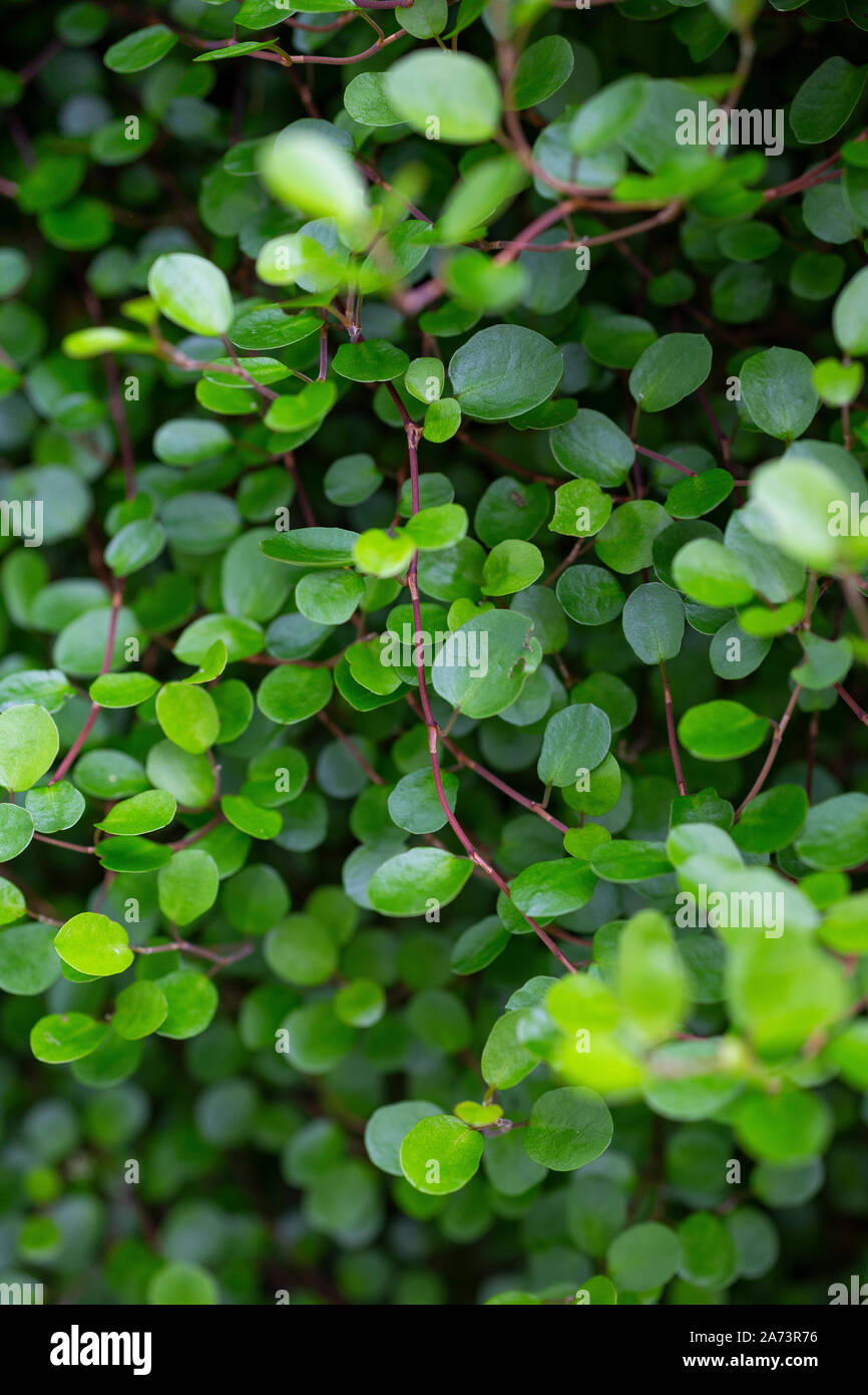 Muehlenbeckia complexa Stock Photo