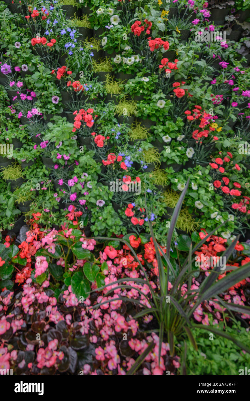 Green wall / vertical gardening Stock Photo - Alamy