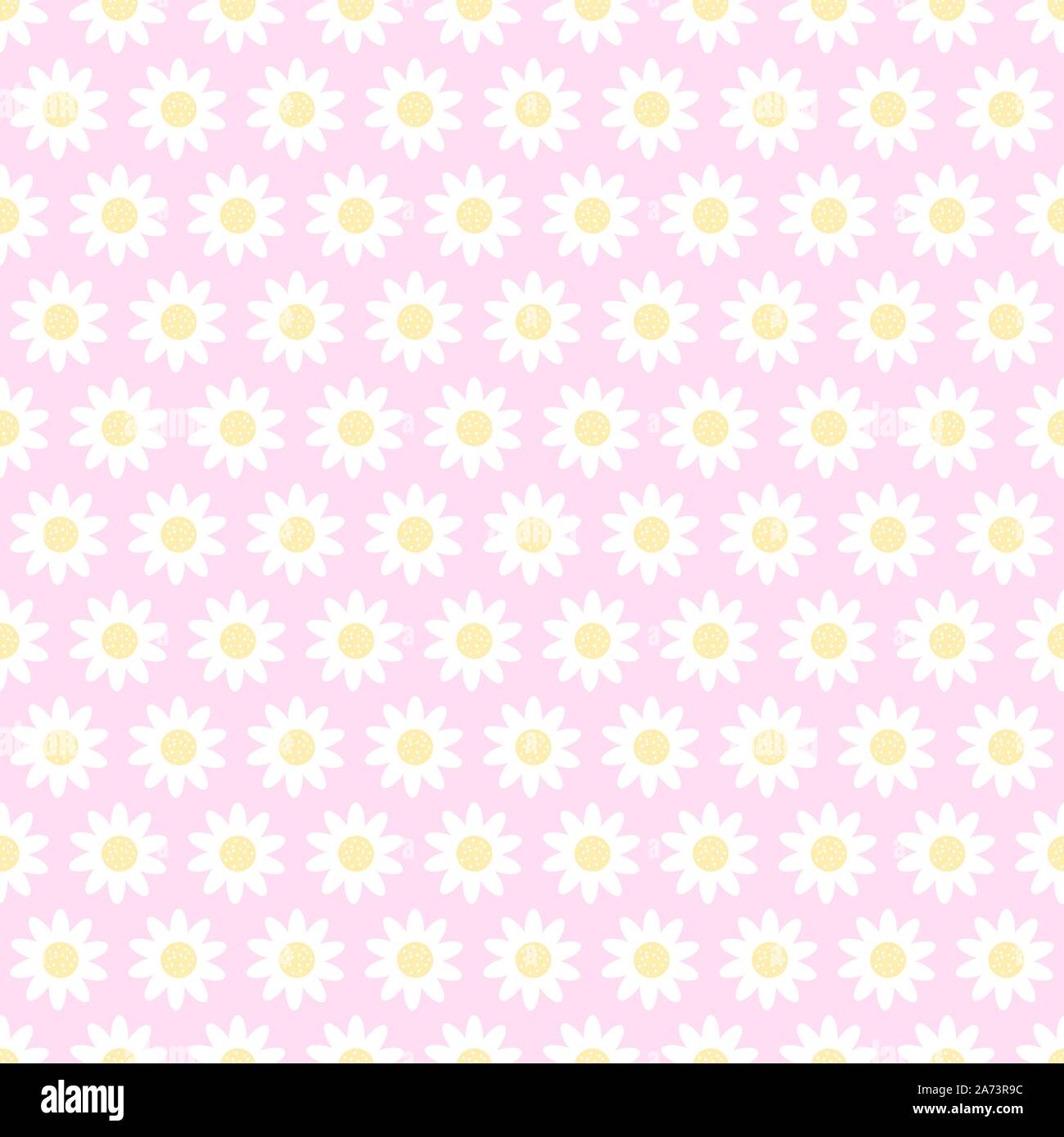 Daisies arranged on a pink background. White flowers with shadows on ...