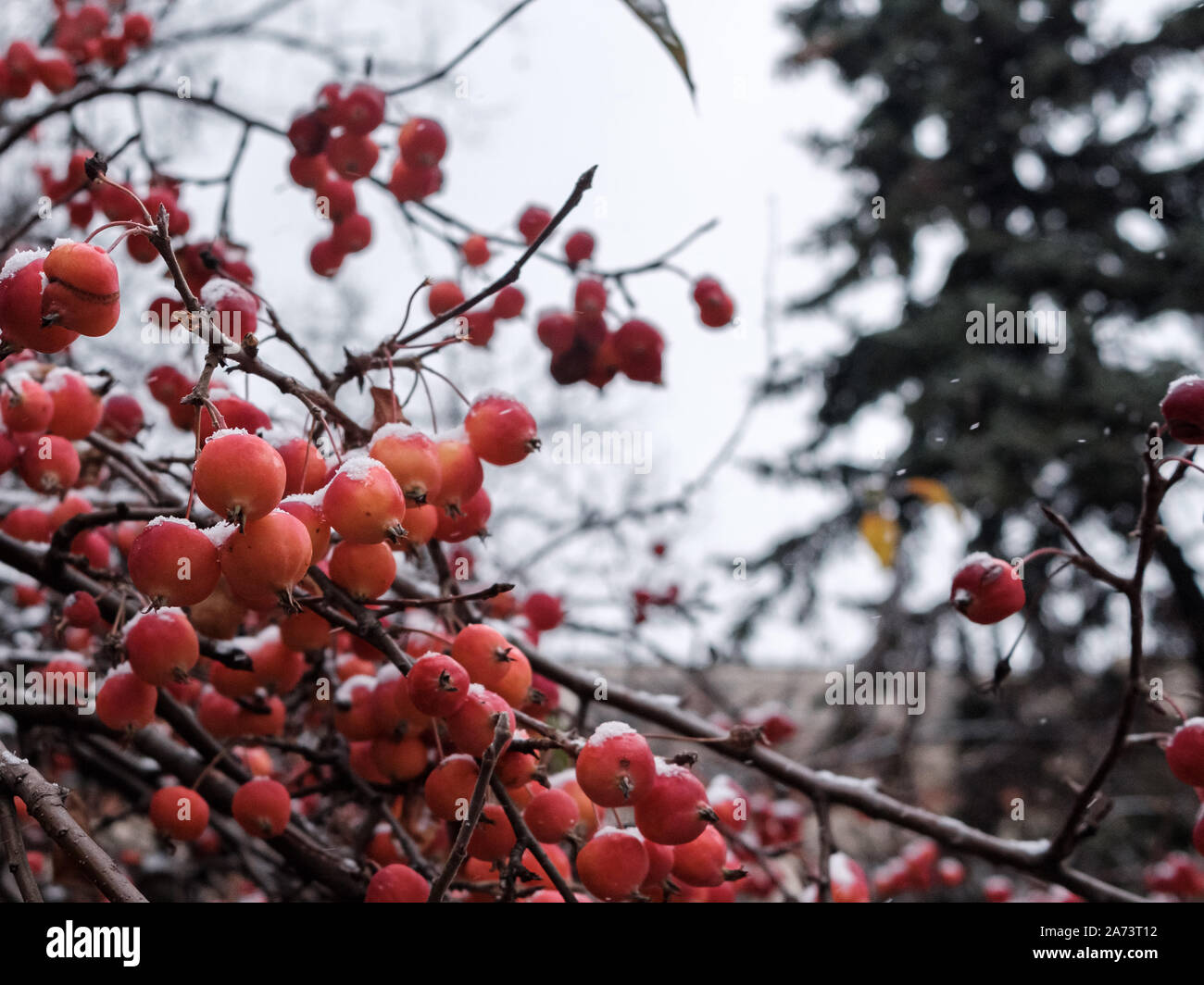 Branches of a Chinese apple tree or Siberian crab with tiny red apples powdered with snow on a cloudy November day. Dwarf apple trees freeze in late a Stock Photo