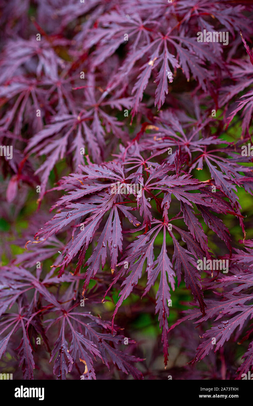 Acer palmatum 'Garnet' Stock Photo