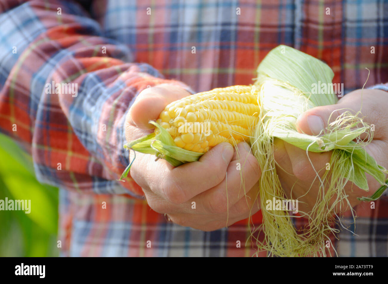 Closeup field corn ready harvest hi-res stock photography and images ...