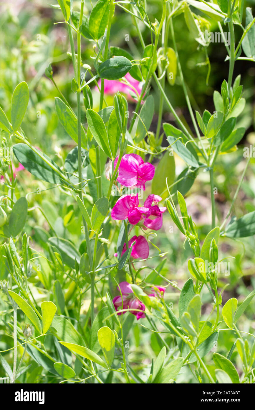 Wild flower in a green meadow of Lathyrus tuberosus, wild Tuberous Pea. Pink magenta flower. Vertical natural fresh floral background Stock Photo