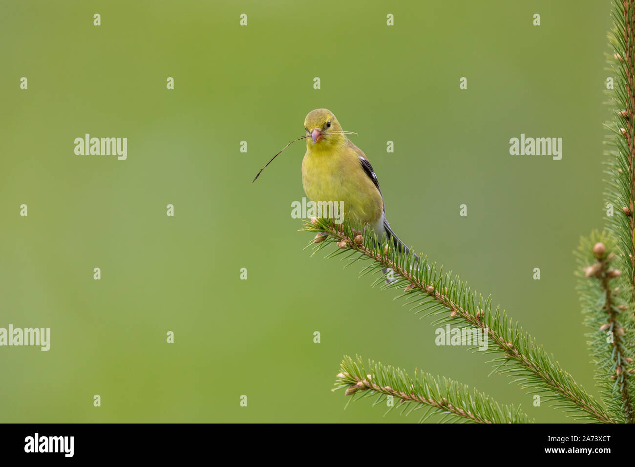 Female American goldfinch holding a pine needle in her beak. Stock Photo