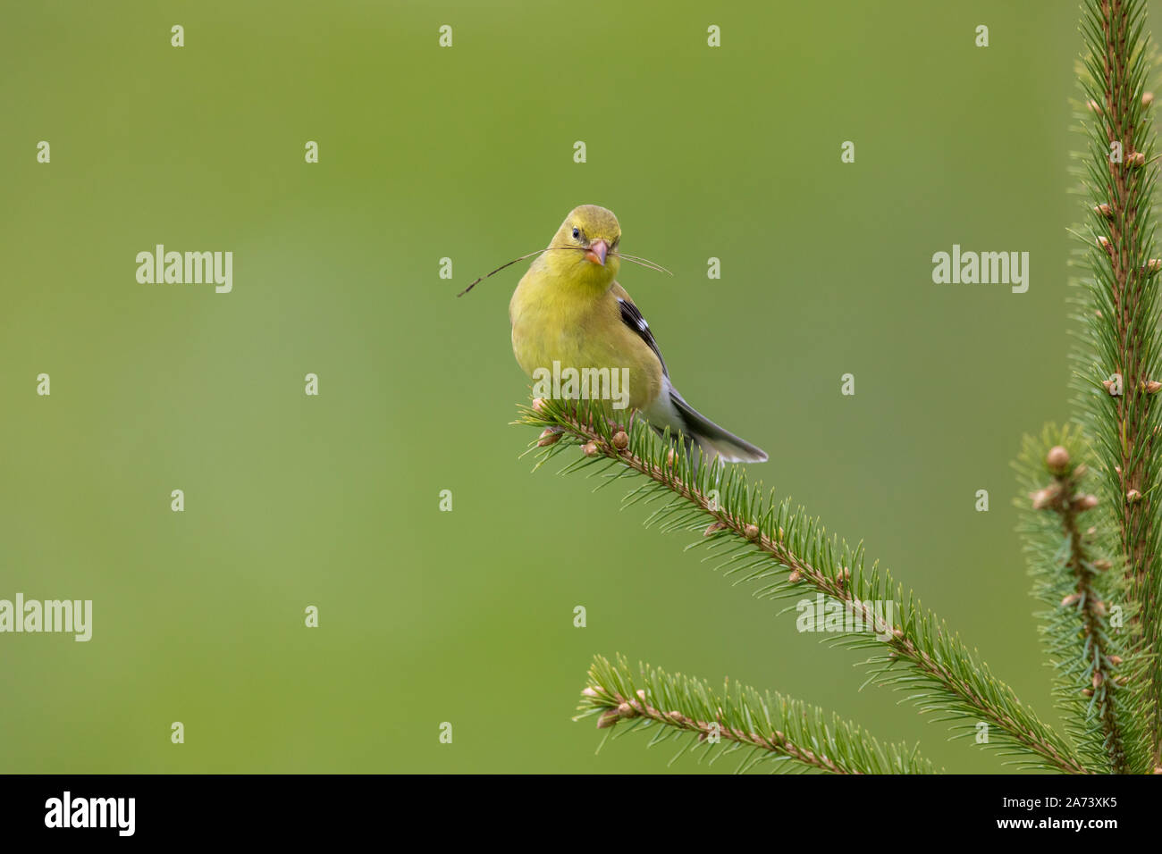 Female American goldfinch holding a pine needle in her beak. Stock Photo