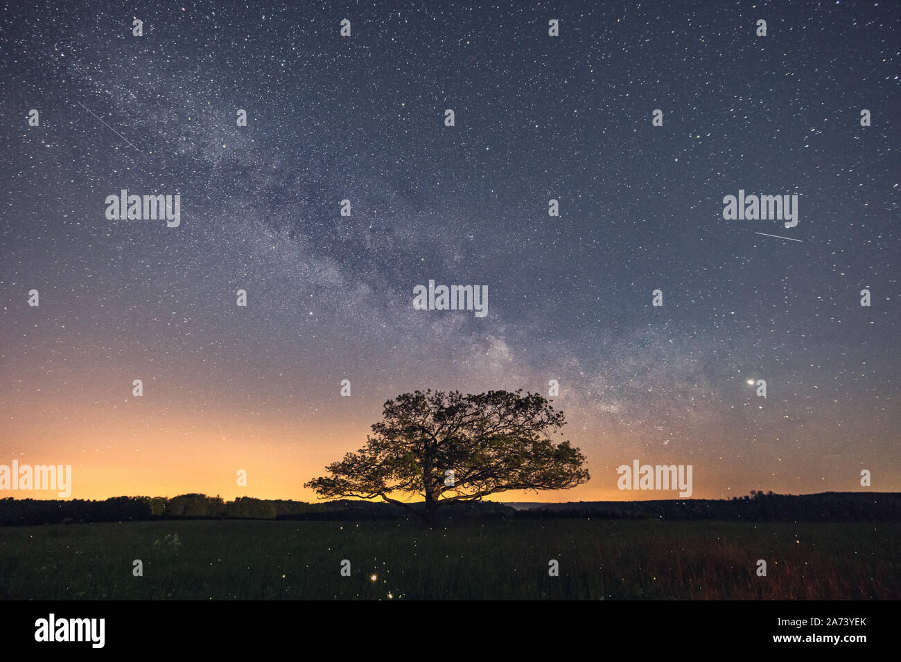 An old oak stands in a meadow, above it a starry night with the Milky ...