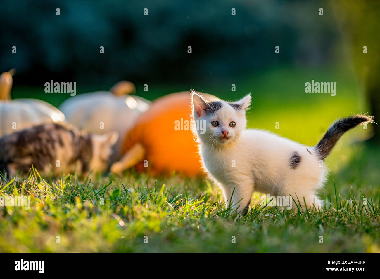 Cute siblings kittens play and sit around pumpkins on green autumn ...