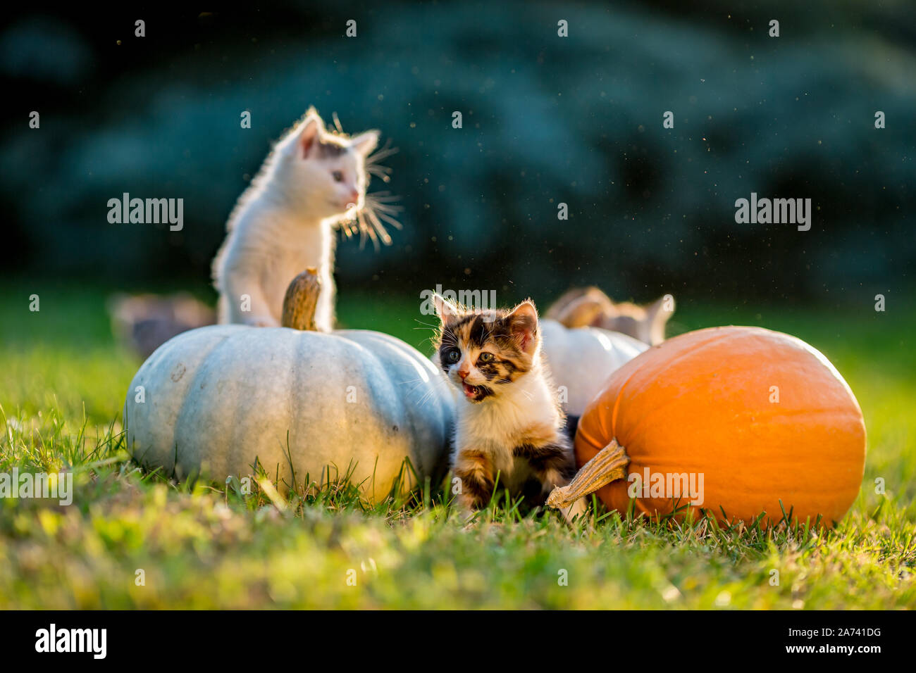 Cute siblings kittens play and sit around pumpkins on green autumn ...