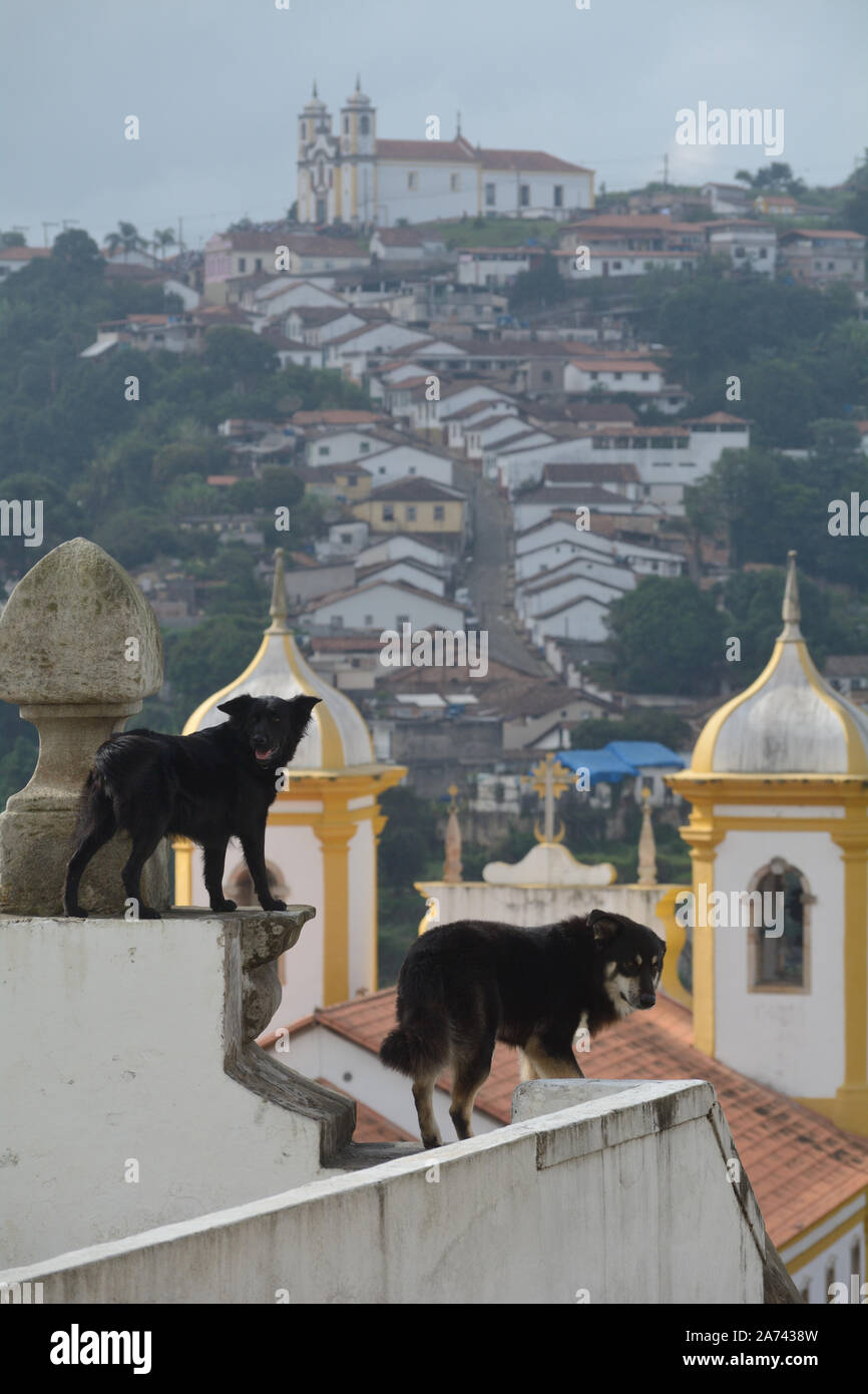 Dogs on a roof in Ouro Preto, Brazil Stock Photo Alamy