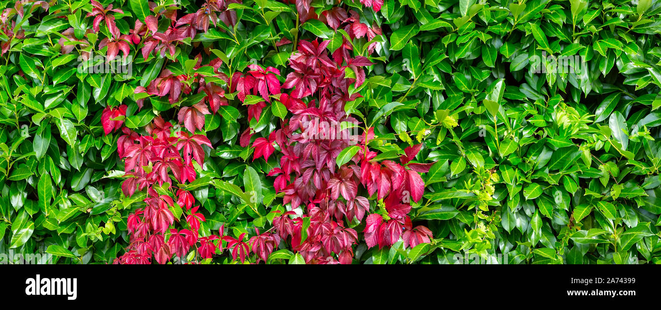Fall leafs seamless texture background, grape creeper fence