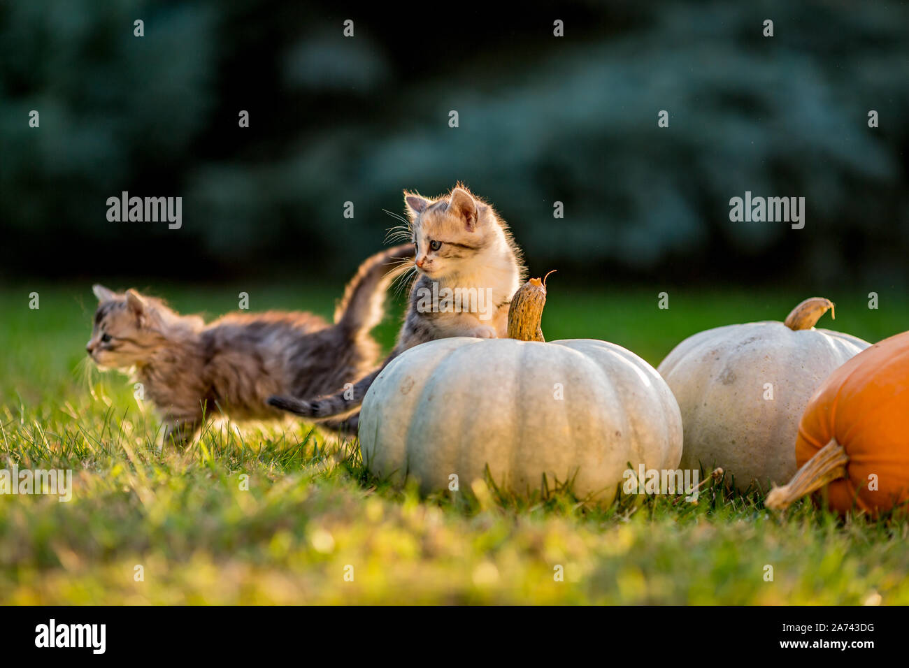 Cute siblings kittens play and sit around pumpkins on green autumn ...