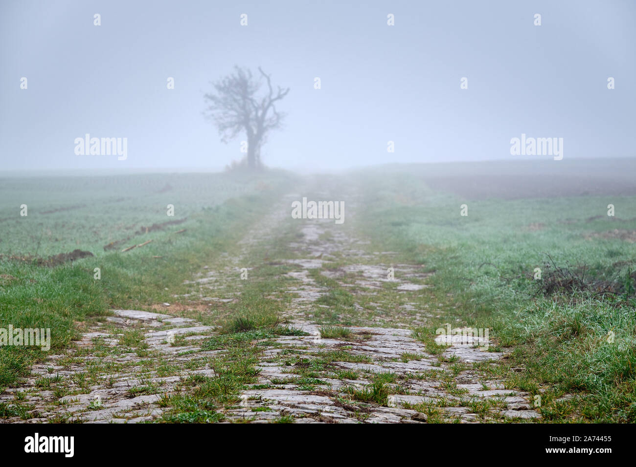 Moody foggy autumn landscape with agricultural fields and a decaying overgrown path leading into the white fog to a single bare tree. Seen in Germany, Stock Photo