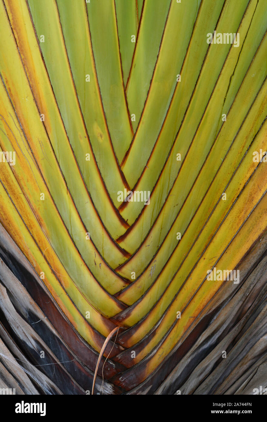 Close up of interlocking leaves on a Travellers Palm in Trancoso, Bahia, Brazil. Ravenala madagascariensis is commonly known as traveller's tree. Stock Photo