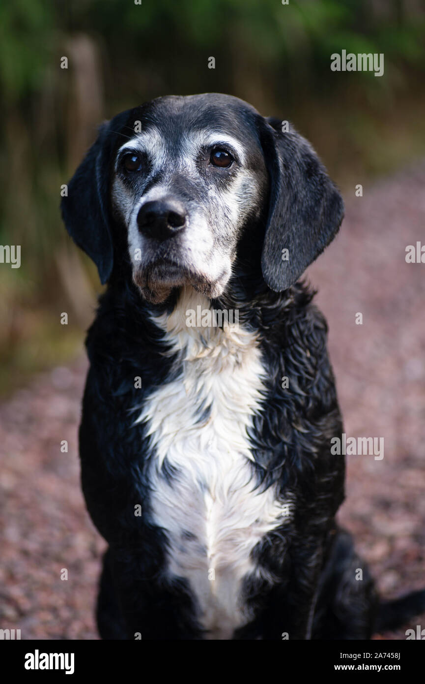 Our mixed breed dog Lisa, 10 years old, in the forest Stock Photo