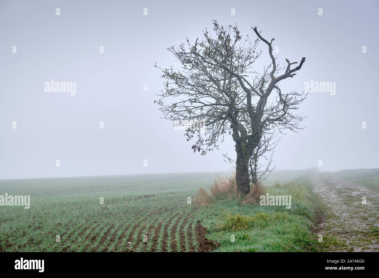 Moody foggy autumn landscape with agricultural fields and a decaying overgrown path leading into the white fog to a single bare tree. Seen in Germany, Stock Photo
