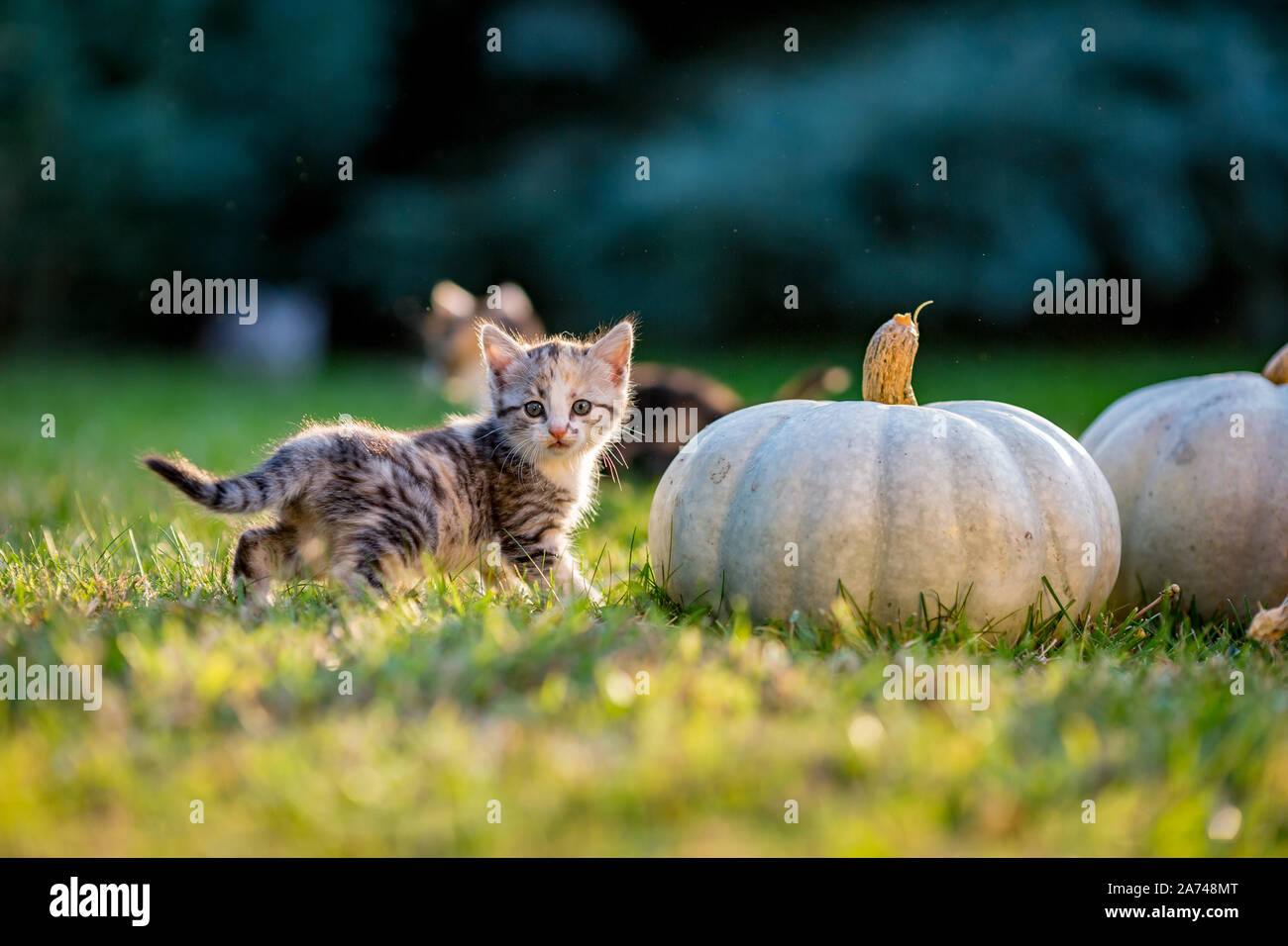 Cute siblings kittens play and sit around pumpkins on green autumn grass on a meadow. Selective shallow focus. Warm evening light, photo shoot at golden hour on October day shortly before Halloween. Stock Photo