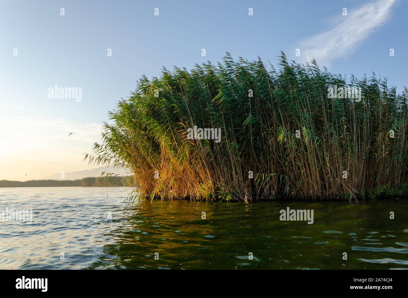 Eber Lake and reeds in the Afyonkarahisar / Turkey, landscape Stock ...