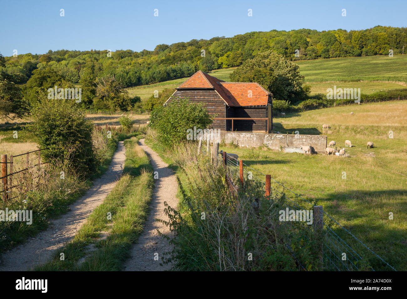 Sheep grazing by a red-tiled barn by a country lane close to the village of Hambleden, Buckinghamshire Stock Photo